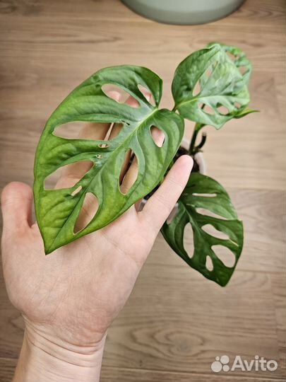 Комнатные растения цветы