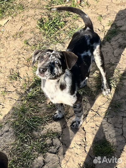 Щенки лайки