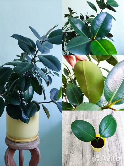 Колеус и Крассула (Денежное дерево) и другие