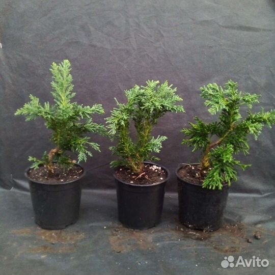 Кипарисовики