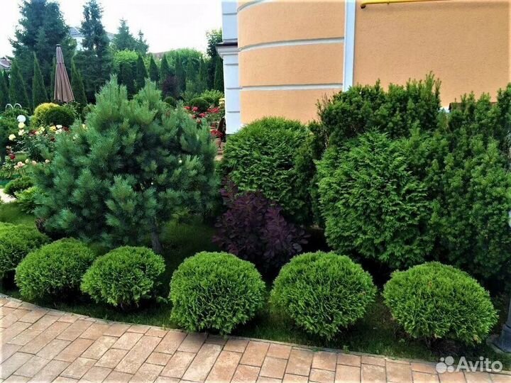 Саженцы шаровидных туй Даника,Литтл Гиант