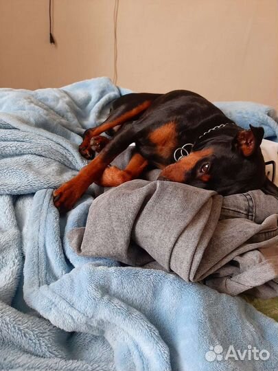 Вязка цвергпинчер