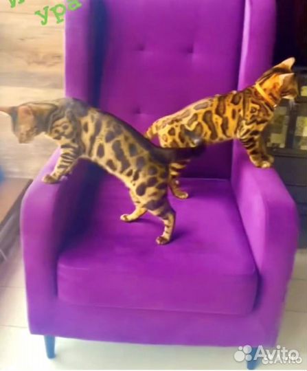 Бенгальские котята