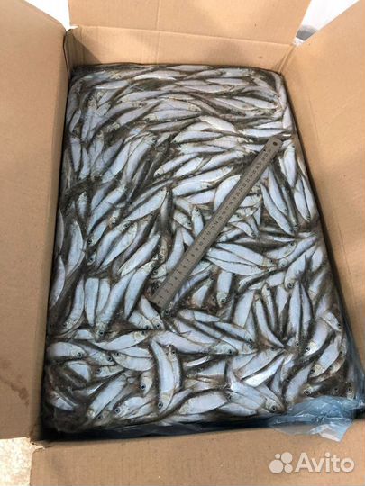 Килька Каспийская мороженная