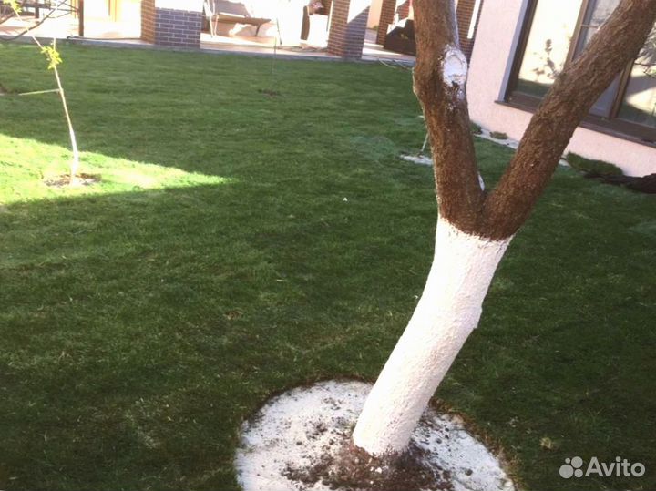 Рулонный газон