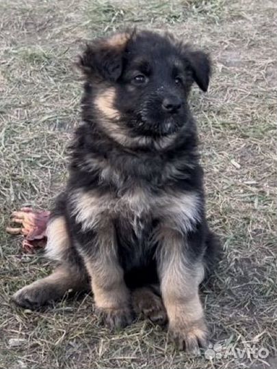Щенки немецкой овчарки