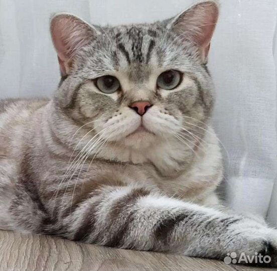 Кот Шотландский. Вязка