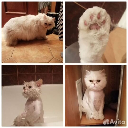 Стрижка кошек и котов