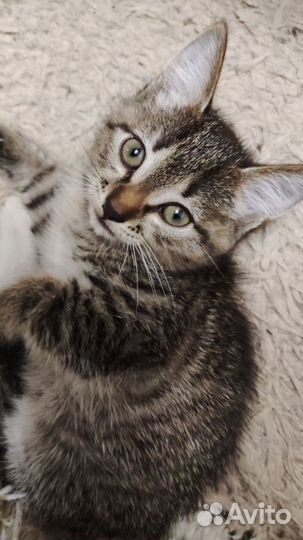 Котята в добрые руки бесплатно