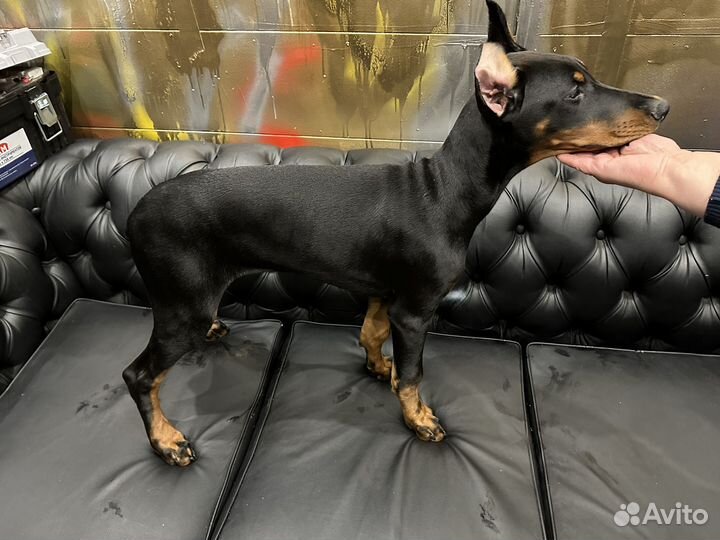 Щенки добермана черный пародистый