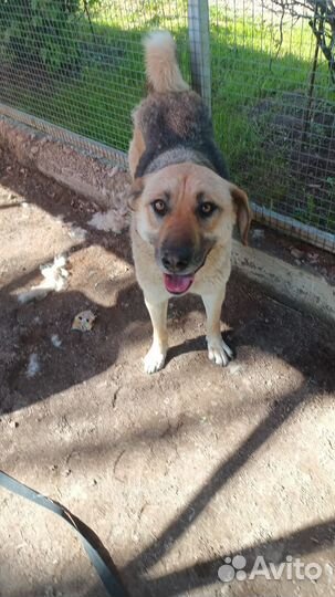 Собака из отлова в добрые руки