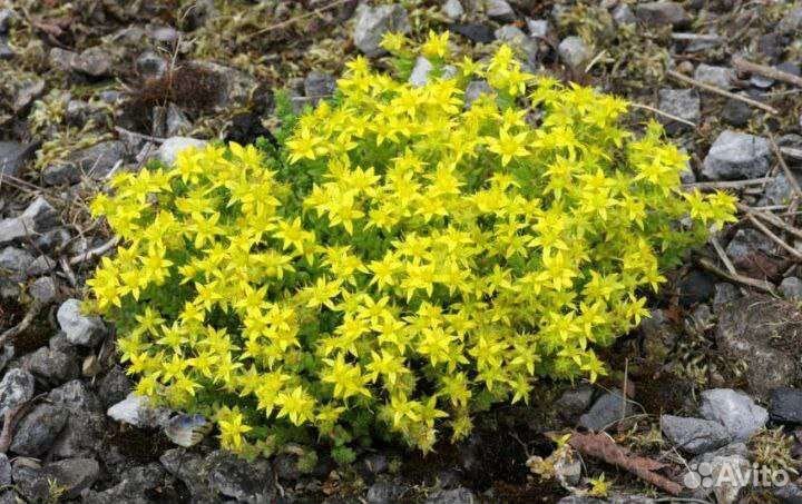 Почвопокровные растения