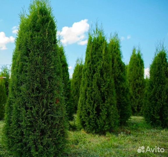 Смарагд вип экстра с гарантией приживаемости