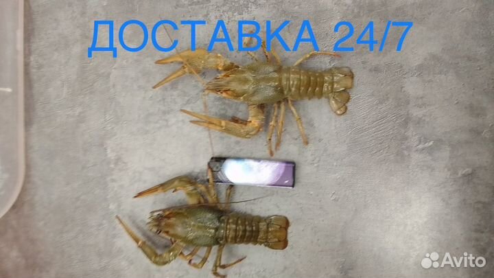 Раки волжсике вареные