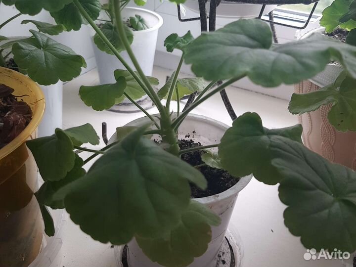 Герань пеларгония белая