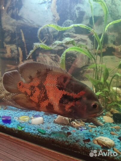 Астронотус