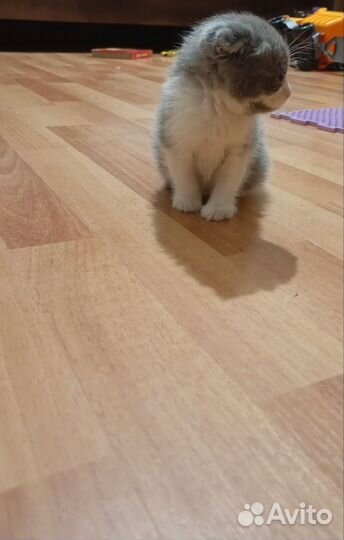 Отдам котенка