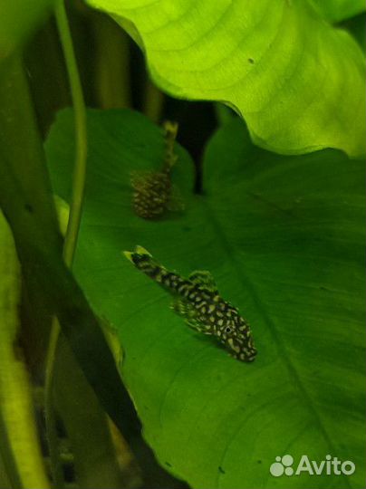 Сомики анциструсы 2 цвета