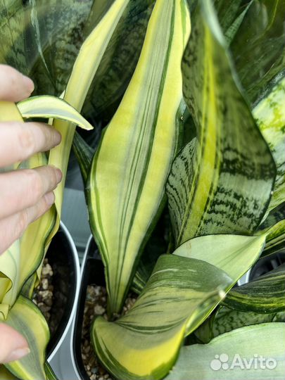 Сансивиерия Сплеш муншайн вар