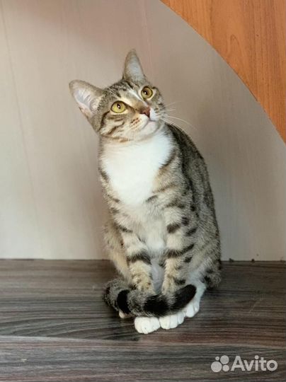 Кот в добрые руки