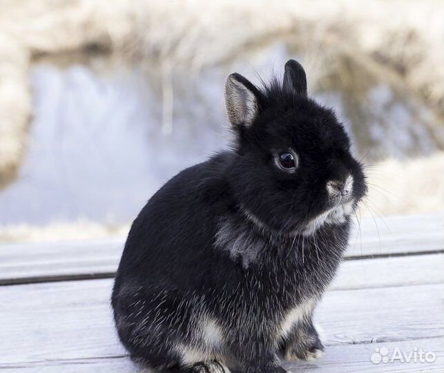 Породистые крольчата мини