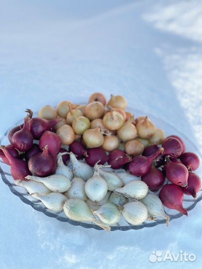 Лук севок штутгартер ризен, ред барон, стардаст