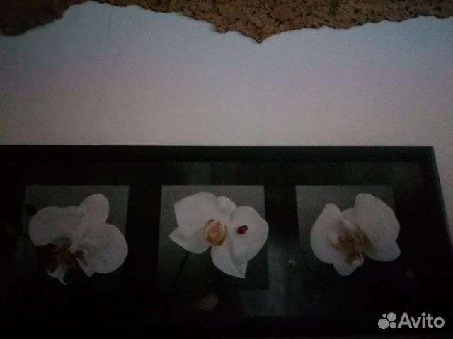 Картины - постеры, Эспандер и предметы интерьера