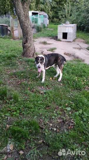 Алабай на случку