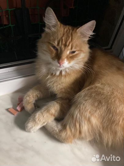Котик ищет дом