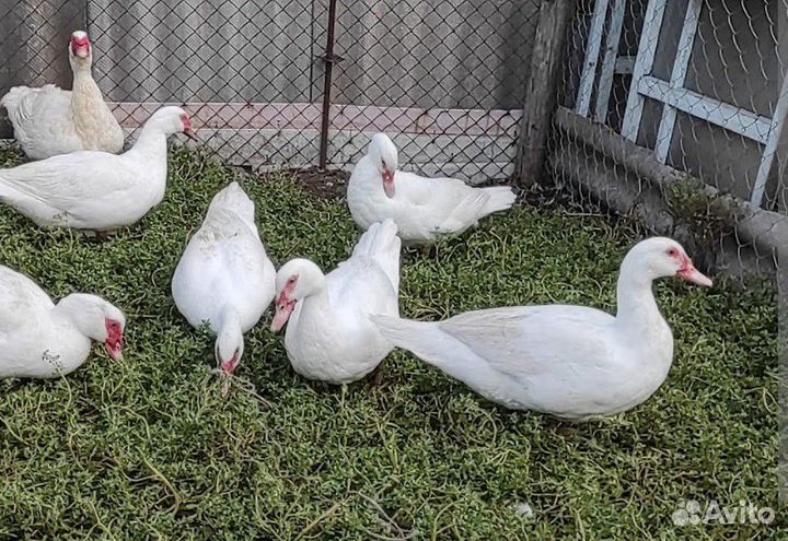 Индоутки тяжелой линии