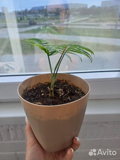 Цветок растение с горшком