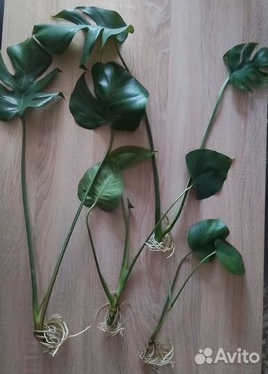 Сортовые растения, фикус, монстера, хойя, алоказия