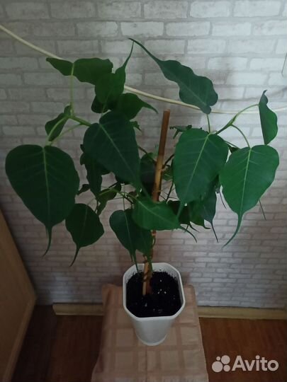 Фикус священный эдем