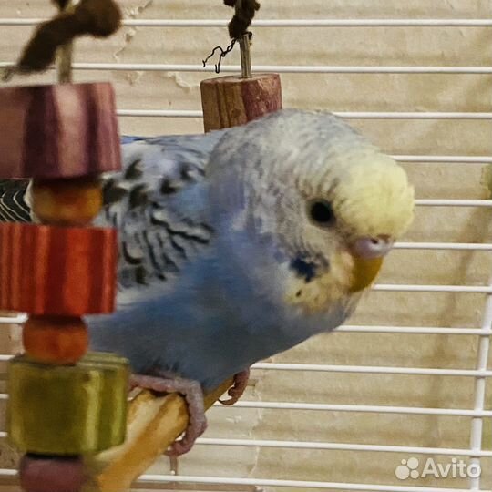 Волнистый попугай, какарик, зебровые амадины