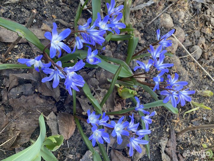 Многолетники цветы