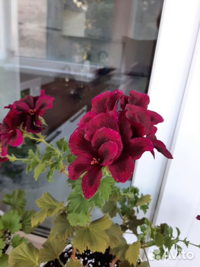 Пеларгония герань