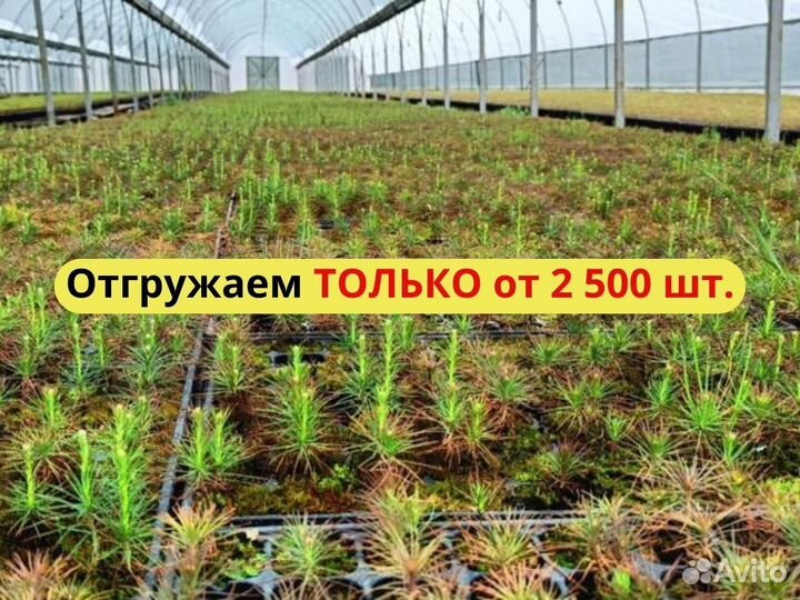 Саженцы сосны обыкновенной зкс опт