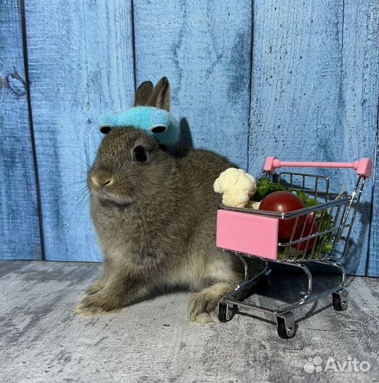 Карликовые кролики, ручные малыши