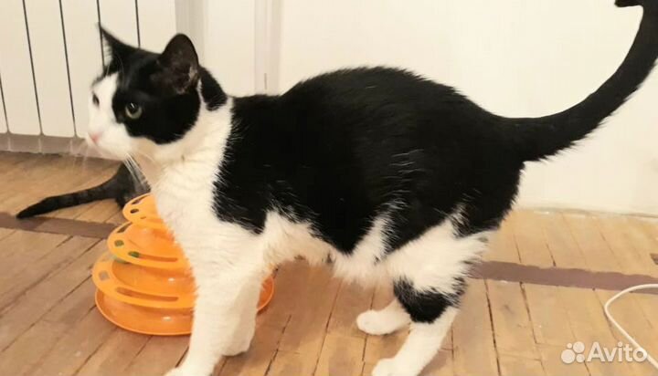 Супер котик Маркиз