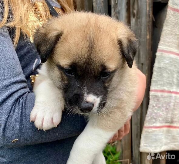Собака в добрые руки отдам бесплатно