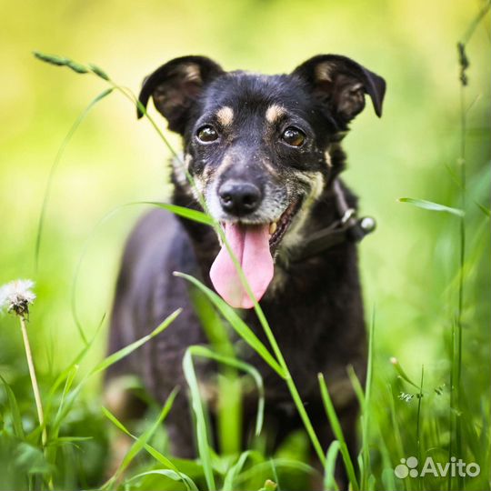 Малышка Жужа в добрые руки