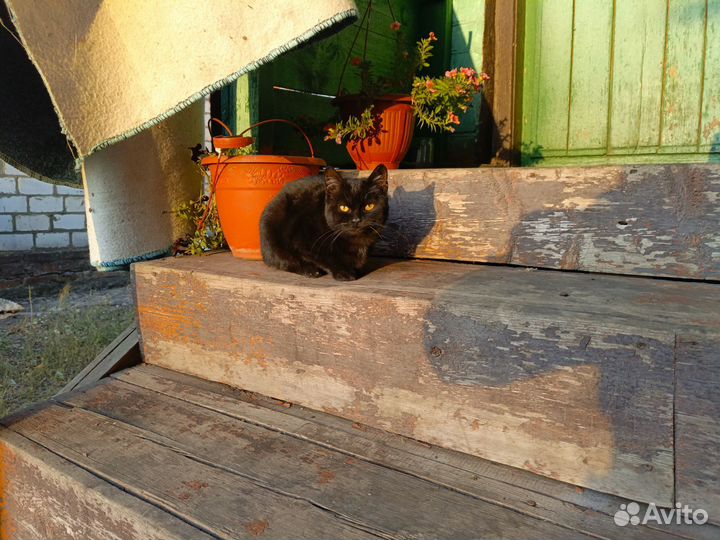 Отдам в добрые руки котика