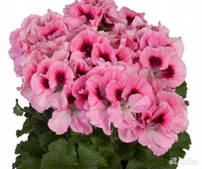 Пеларгония королевская