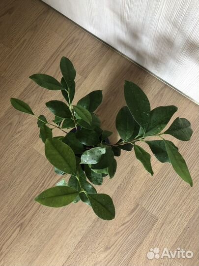 Фикус гинсенг