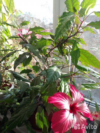 Гибискус Купера, фуксия, кактус