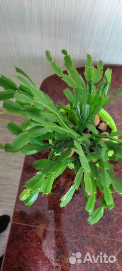 Цветок декабрист