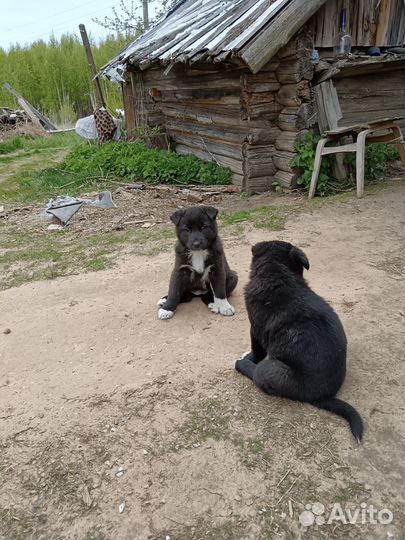 Отдам бесплатно щенков