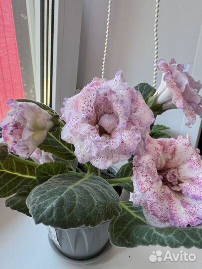 Глоксиния,фикус