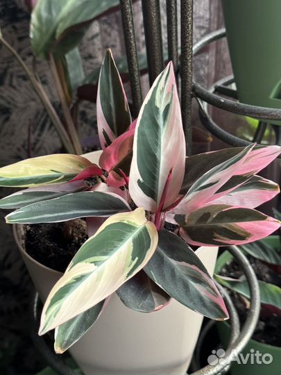 Строманта триколор