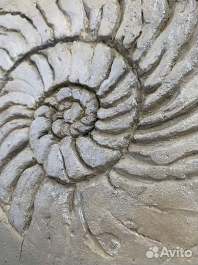 Интерьерная картина ракушка аммониты 40/50